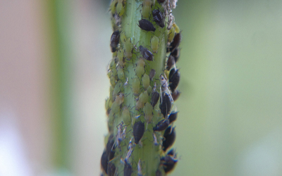 fumigar plagas el runar